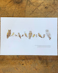 A Few Owls Letterpress Print