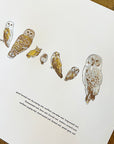 A Few Owls Letterpress Print