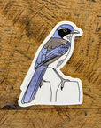 California Scrub Jay Bird Sticker