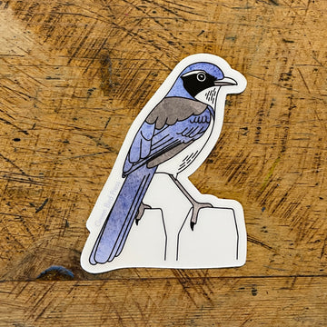 California Scrub Jay Bird Sticker