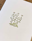 Oxeye Daisy Wildflower Letterpress Card