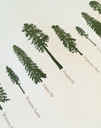 A Few Conifers Letterpress Print