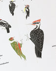 A Few Woodpeckers Letterpress Print