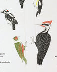 A Few Woodpeckers Letterpress Print