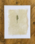 Douglas-fir Letterpress Print on Handmade Paper