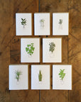 Monstera Plant Letterpress Card