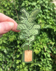 Fiddle Leaf Fig Plant Sticker