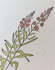 Fireweed Wildflower Letterpress Card