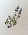 Lupine Wildflower Letterpress Card