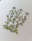 Oxeye Daisy Wildflower Letterpress Card