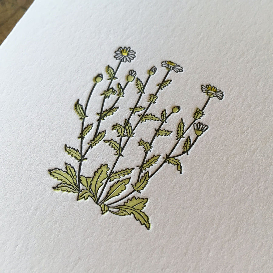 Oxeye Daisy Wildflower Letterpress Card
