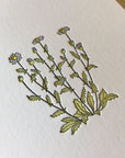 Oxeye Daisy Wildflower Letterpress Card