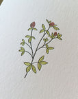 Red Clover Wildflower Letterpress Card