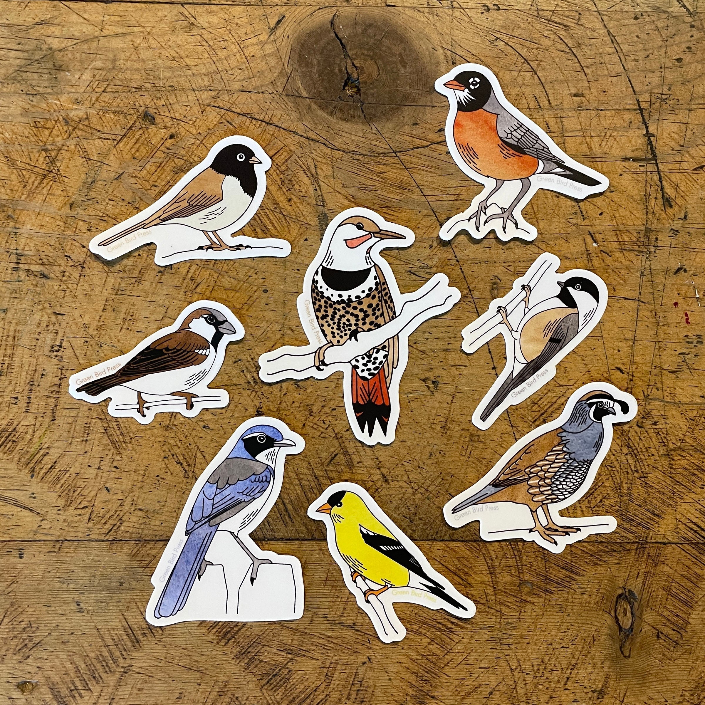 Dark-eyed Junco Sticker – Green Bird Press