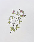 Red Clover Wildflower Letterpress Card