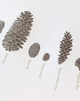 A Few Pine Cones Letterpress Print