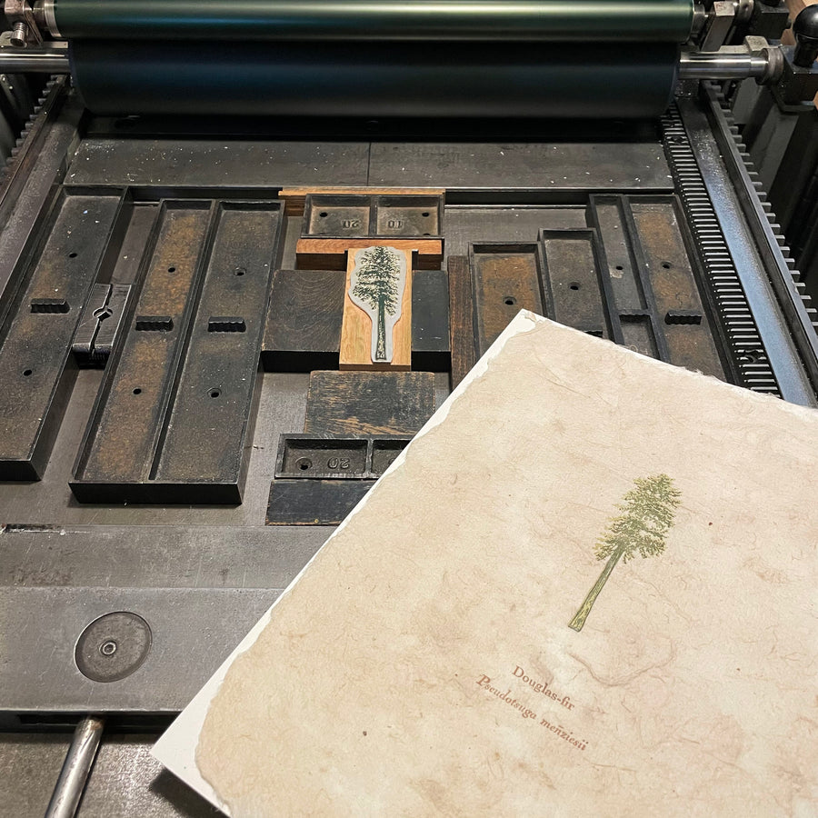 Douglas-fir Letterpress Print on Handmade Paper