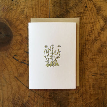 Oxeye Daisy Wildflower Letterpress Card