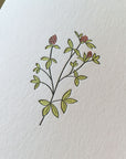 Red Clover Wildflower Letterpress Card