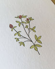 Red Clover Wildflower Letterpress Card